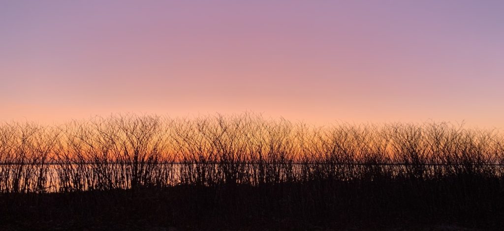 Dune grass silhouetted against a pink and orange Nantucket sunset