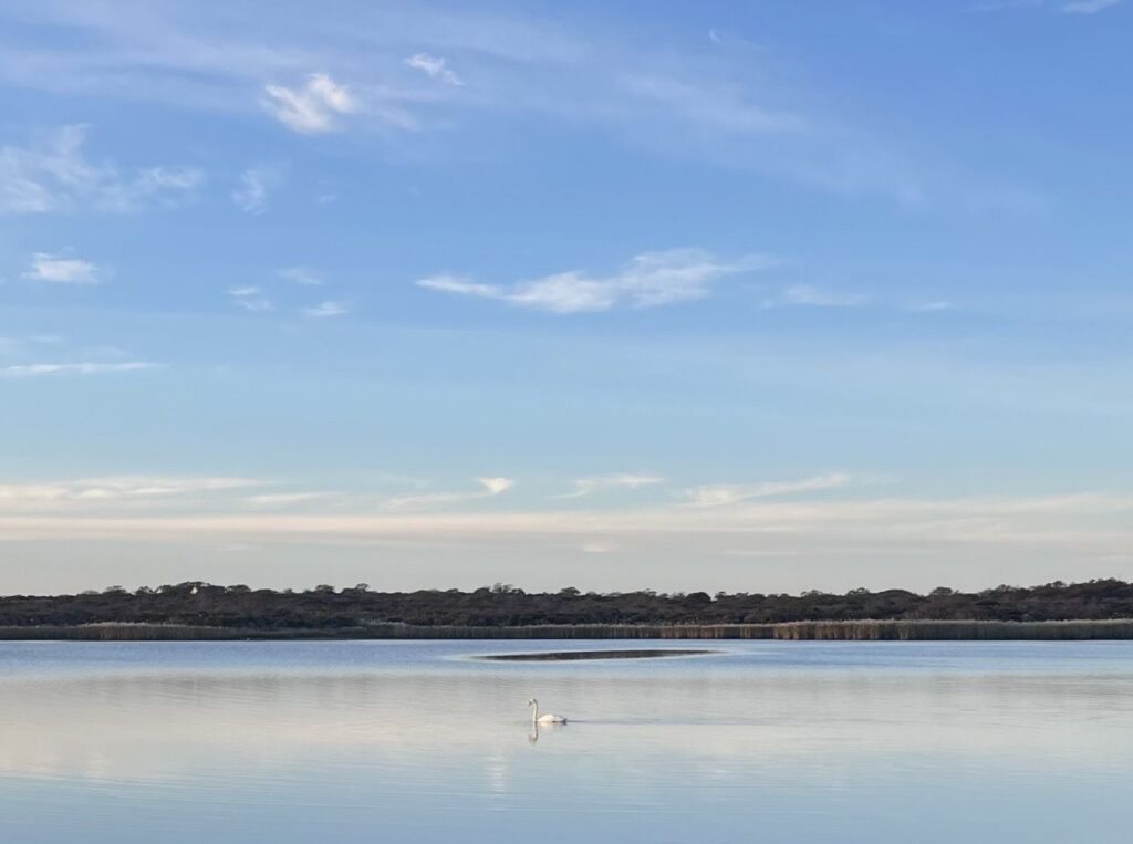 A lone swan on a quiet Nantucket pond