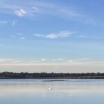 A lone swan on a quiet Nantucket pond