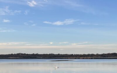 A lone swan on a quiet Nantucket pond